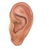 Auriculo 3D(ѨƷѧϰ) V3.0.9 ƽⰲװ