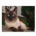 CAT CPU Tester(CPU⹤) V1.0 ɫӢİ
