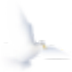 վ V1.0 Ѱ