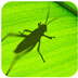 Grasshopper for rhino5 V0.9.76.0 İ